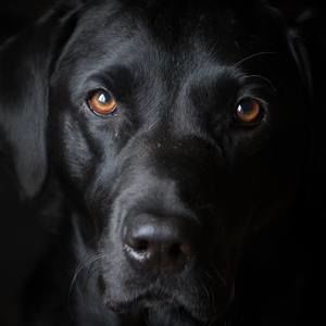 Meet your Posher, Jane